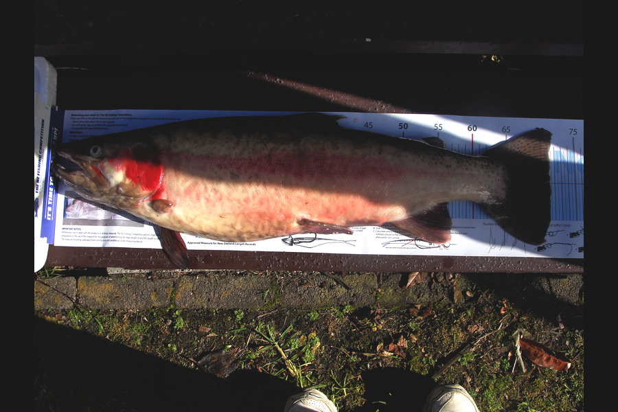 Neil Gwillim caught this 70.0cm Trout at lake Rotoiti during The Export NZ Fishing Competition