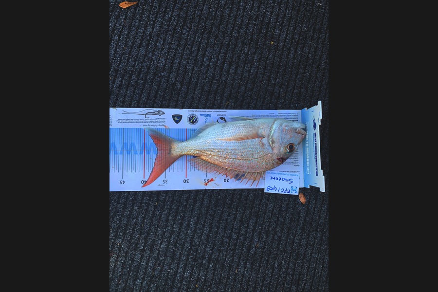 Greg Knight caught this 37.0cm Snapper at HG during The Export NZ Fishing Competition