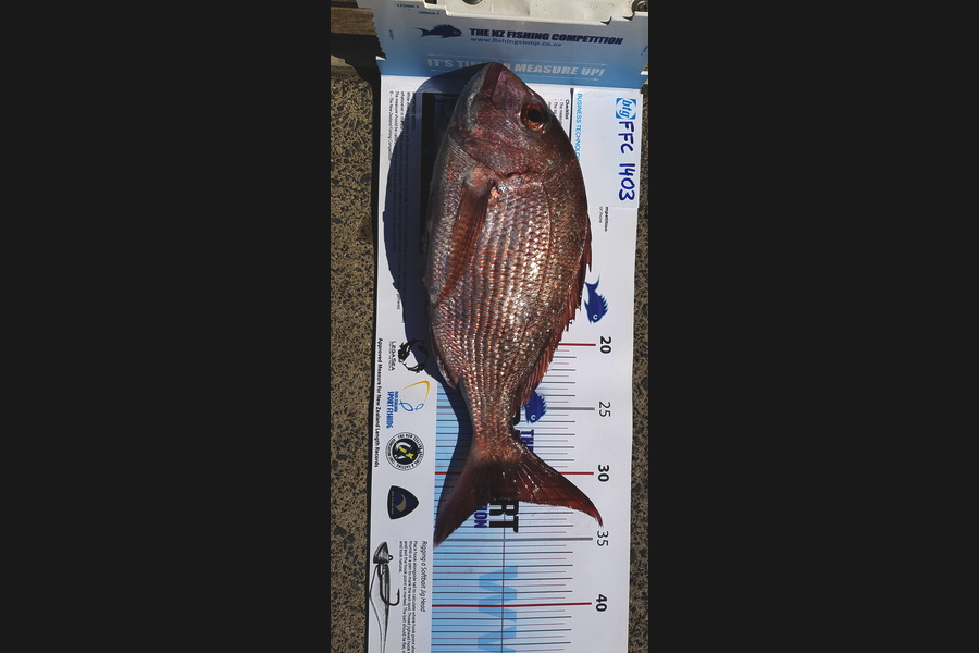 Bastiaan Paanakker caught this 31.5cm Snapper at Tiritimatangi during The Export NZ Fishing Competition