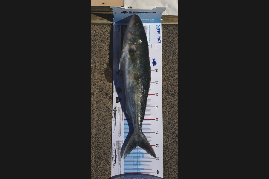 Bastiaan Paanakker caught this 50.0cm Kahawai at Tiritimatangi during The Export NZ Fishing Competition