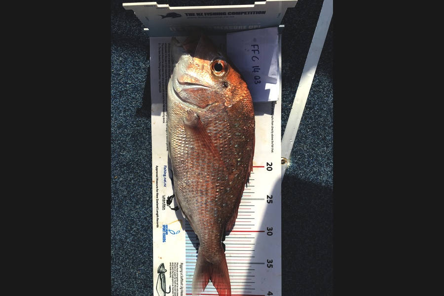 Grace Tattersfield caught this 37.0cm Snapper at Waitemata  during The Export NZ Fishing Competition