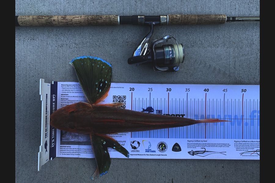 Steve Ost caught this 41cm Gurnard at Manukau harbour  during The Export NZ Fishing Competition