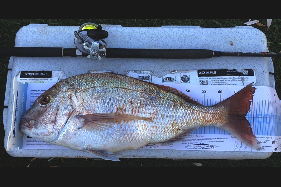 Reagan Carter caught this 67.5cm Snapper at Whale island during The Export NZ Fishing Competition