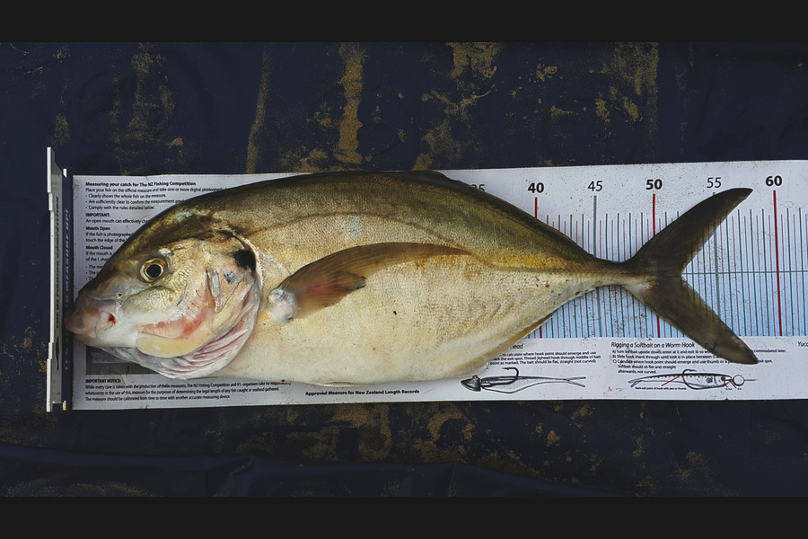 Alec  Saunders caught this 52cm Trevally at 90 Mile during The Export NZ Fishing Competition