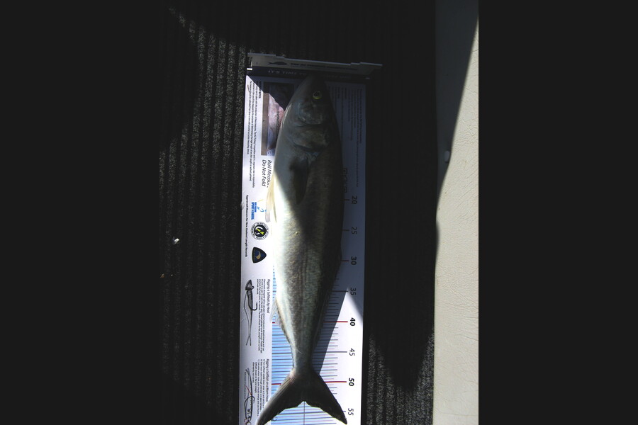 Jim Collins caught this 53.0cm Kahawai at Wellington harbour during The Export NZ Fishing Competition