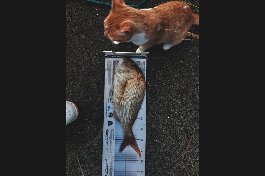Steven Day caught this 42.0cm Snapper at Whangarei  during The Export NZ Fishing Competition