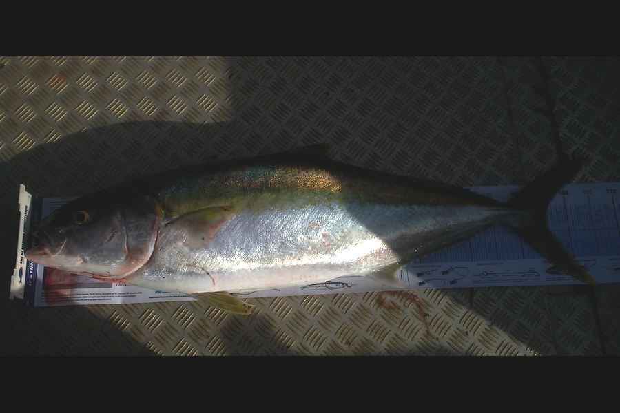 Reid forrest caught this 95.5cm Kingfish at Durville Island during The Export NZ Fishing Competition
