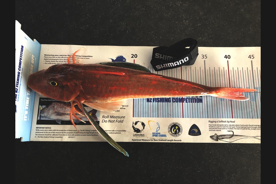 Daneo  Huxtable  caught this 42cm Gurnard at Tauranga  during The Export NZ Fishing Competition