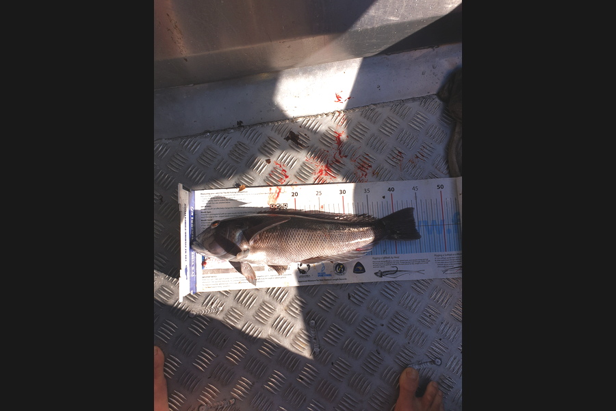 Kieran  Rawlinson caught this 44cm Blue Cod at Kapiti  during The Export NZ Fishing Competition
