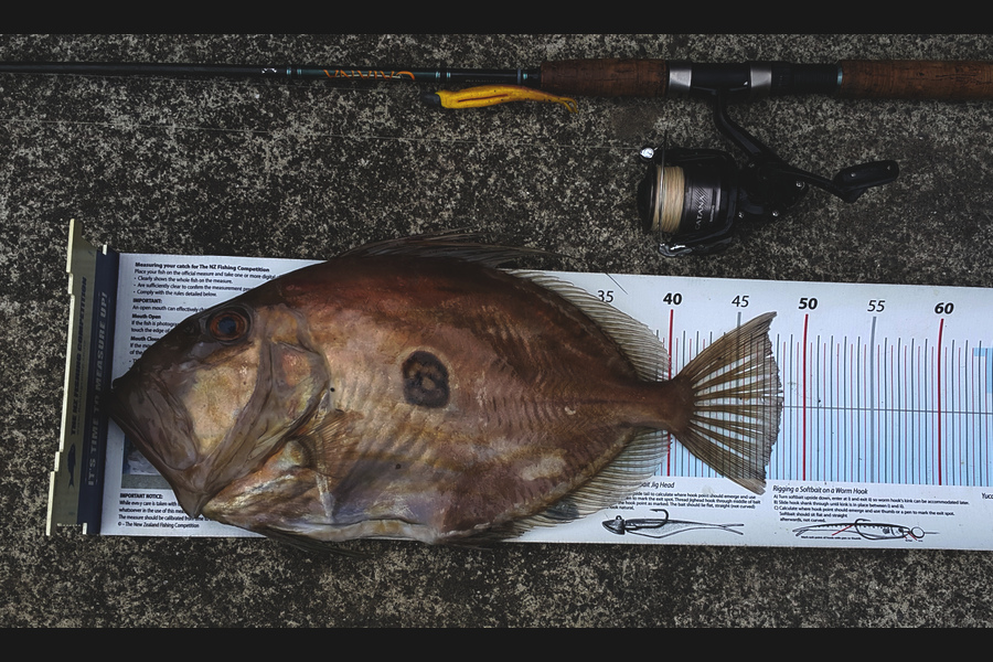 Alec  Saunders caught this 48.0cm John Dory at Motutapu during The Export NZ Fishing Competition