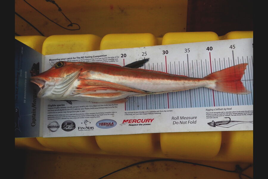 Jeff Holden caught this 46.0cm Gurnard at Cable Bay Nelson during The Export NZ Fishing Competition