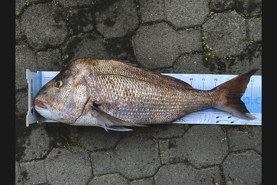 Andrew Hill caught this 80.0cm Snapper at Port Jackson during The Export NZ Fishing Competition