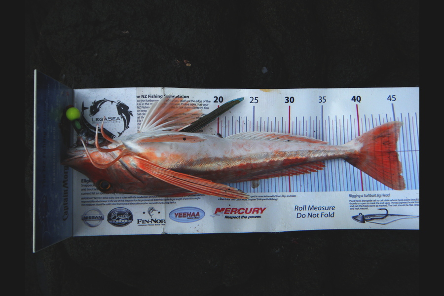 michael Jenkins caught this 44.5cm Gurnard at Piha during The Export NZ Fishing Competition