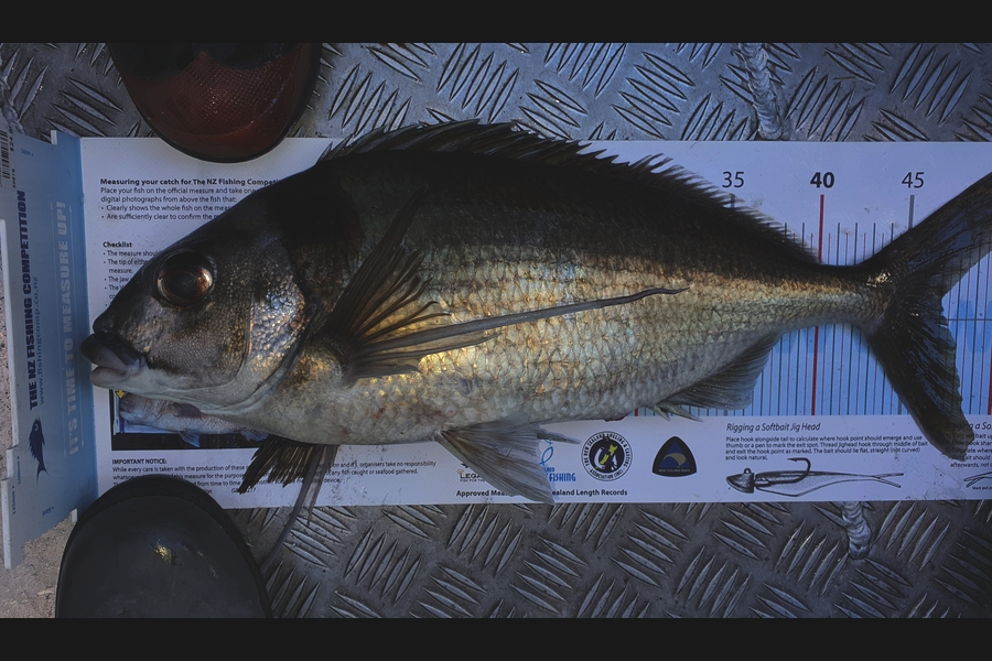 Adam Liddington caught this 46.0cm Tarakihi at West coast south island during The Export NZ Fishing Competition