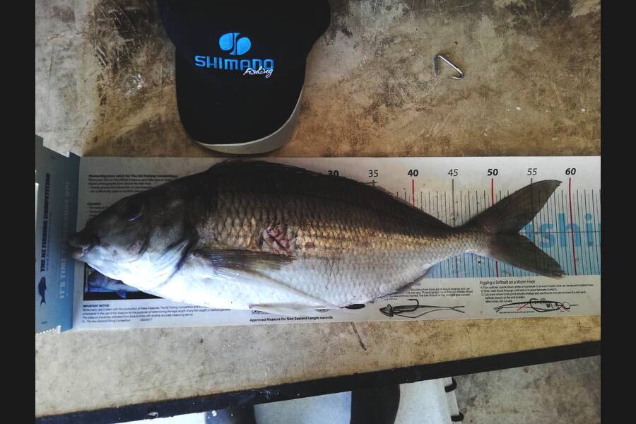 Jane Laugesen caught this 53.0cm Tarakihi at Whanganui during The Export NZ Fishing Competition