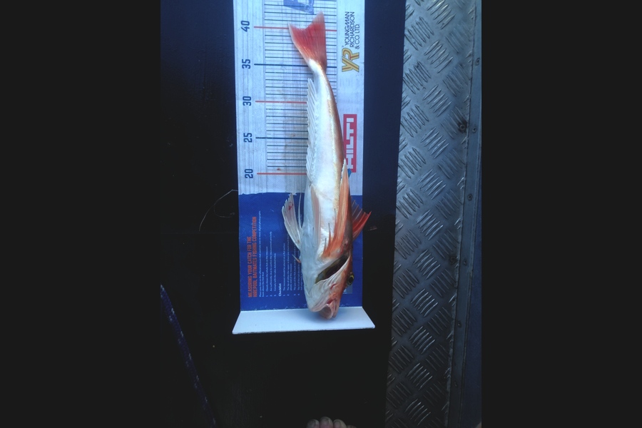 Marisa Andrews caught this 40.0cm Gurnard at wellington harbour during The Export NZ Fishing Competition