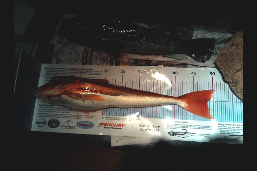Anthony Murray caught this 48.5cm Gurnard at Welly South during The Export NZ Fishing Competition
