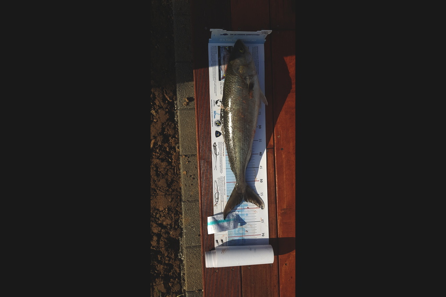 Andrew  Graham  caught this 56cm Kahawai at Manakau harbour  during The Export NZ Fishing Competition