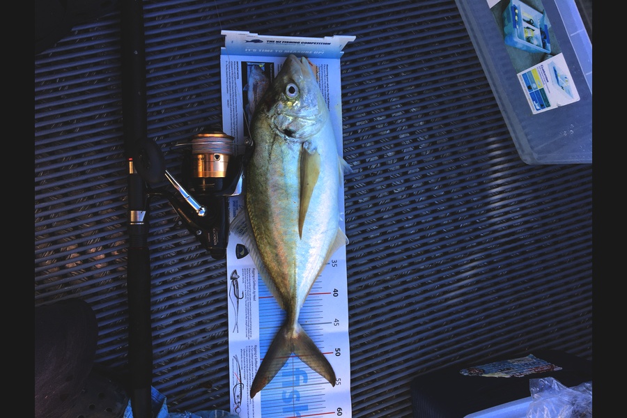 Cheryl  Leonard  caught this 49.0cm Trevally at Waimarama  during The Export NZ Fishing Competition