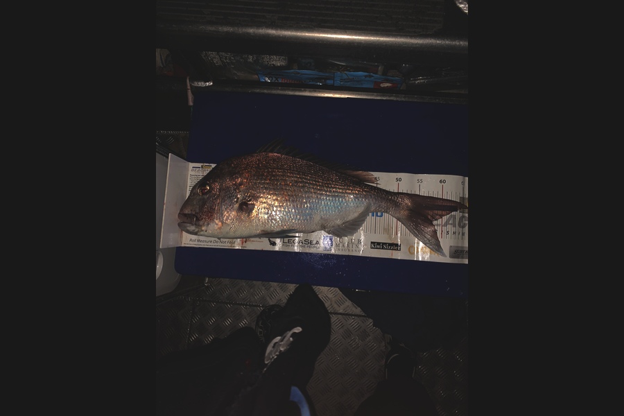 Matt Harrison caught this 58.0cm Snapper at Boi during The Export NZ Fishing Competition
