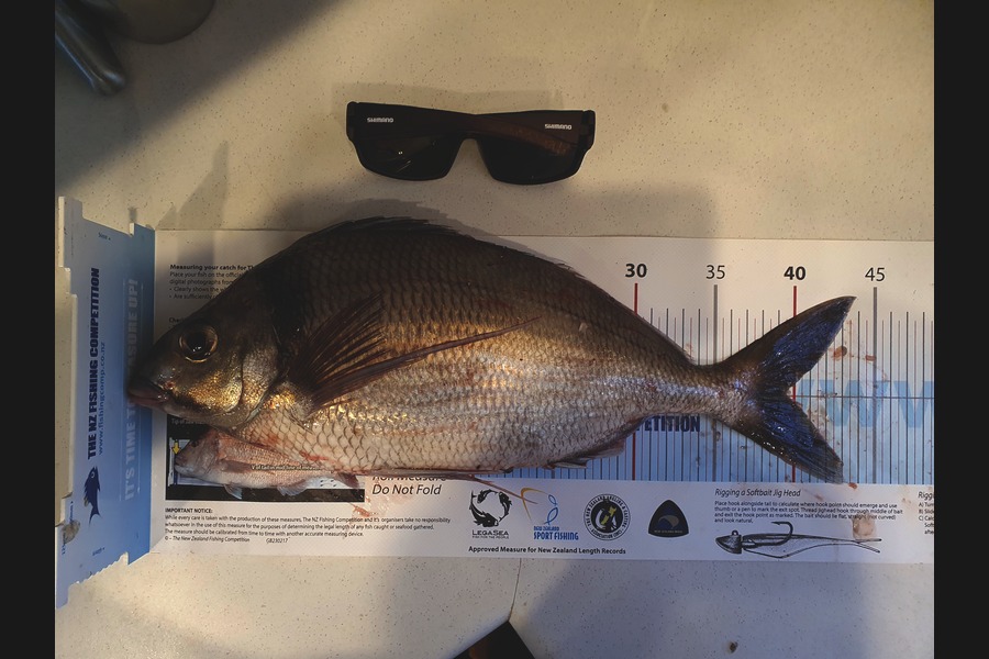 Logan Woods caught this 39.5cm Tarakihi at Mana during The Export NZ Fishing Competition