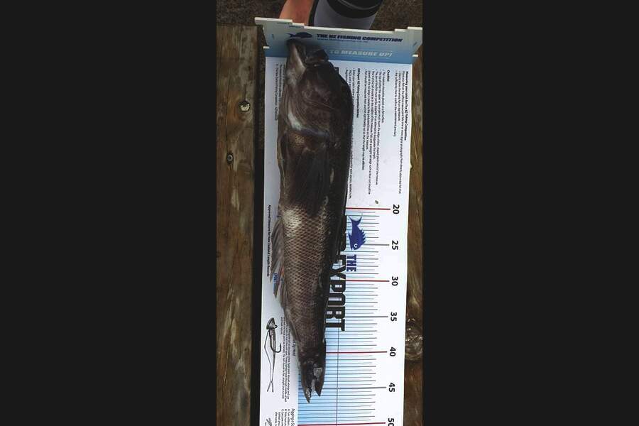 Anaru Matthews  caught this 39.5cm Blue Cod at Patea during The Export NZ Fishing Competition