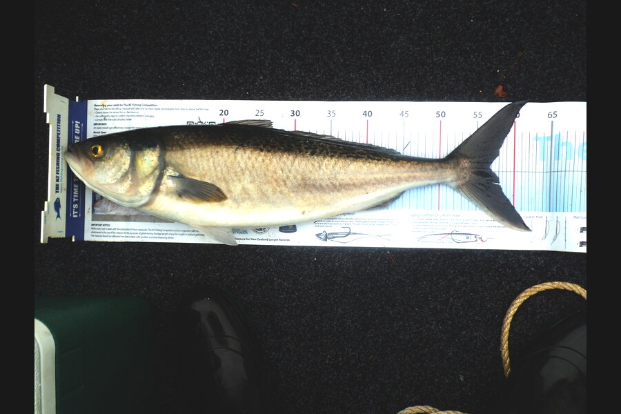 Daniel Primmer caught this 57.0cm Kahawai at torrent bay during The Export NZ Fishing Competition