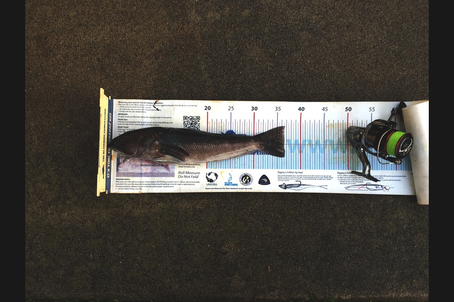 Michael Brown caught this 36.5cm Blue Cod at Bop during The Export NZ Fishing Competition