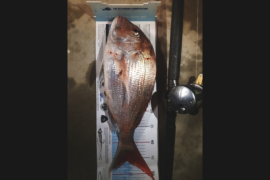 Craig Simpson caught this 45.5cm Snapper at Mana Island during The Export NZ Fishing Competition