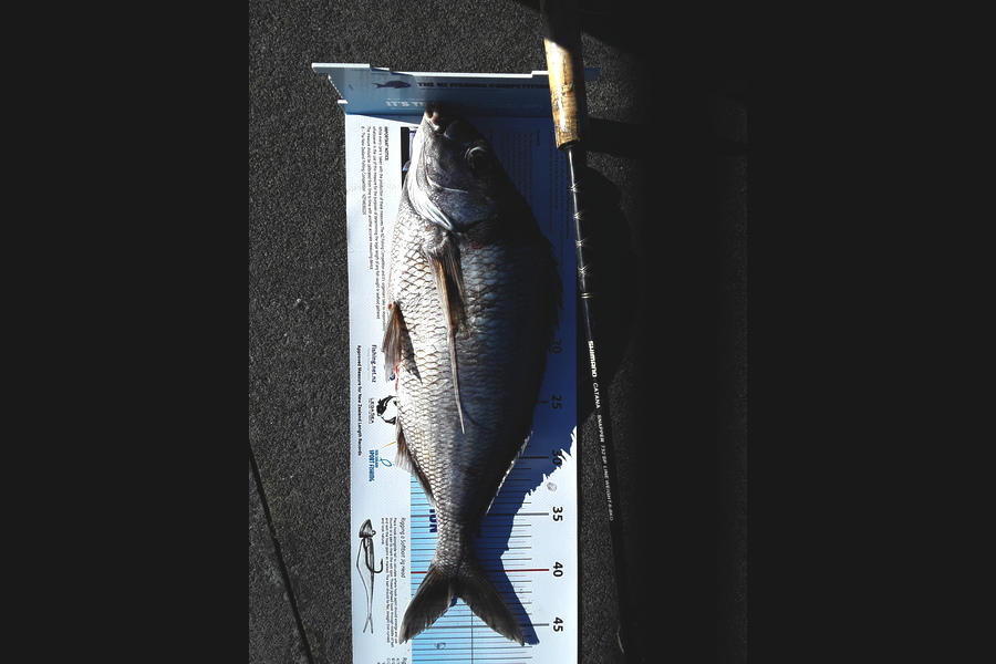 Doug Batchelor  caught this 42.0cm Tarakihi at Bay Of Plenty during The Export NZ Fishing Competition