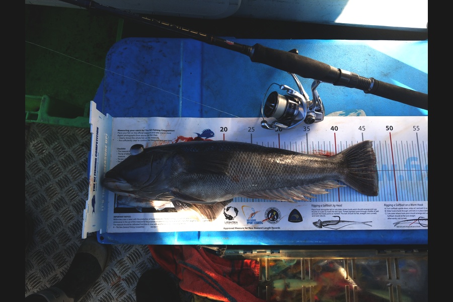 Matt Duggan caught this 47.0cm Blue Cod at Durville during The Export NZ Fishing Competition