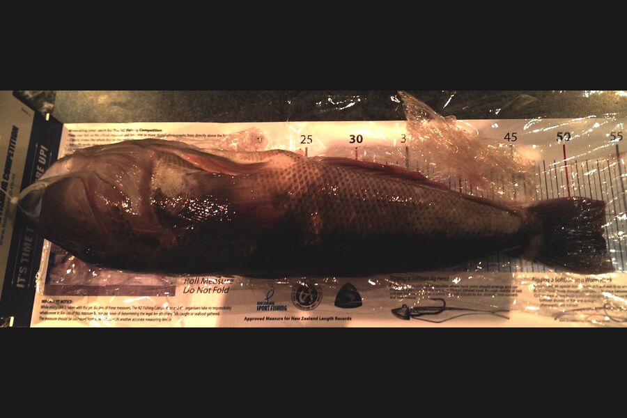 Leigh Page caught this 52.5cm Blue Cod at wellingtons south coast during The Export NZ Fishing Competition