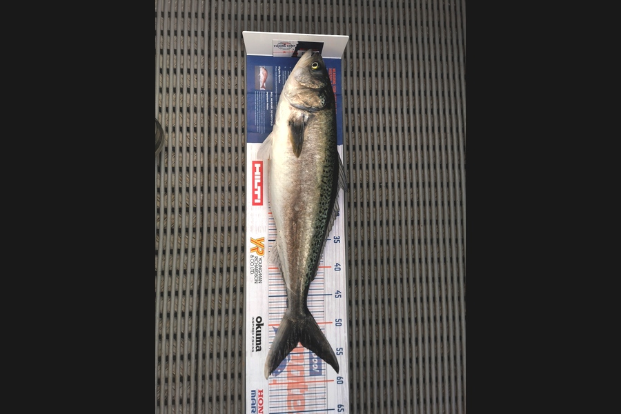 Hayden Markham caught this 52.5cm Kahawai at New Plymouth  during The Export NZ Fishing Competition