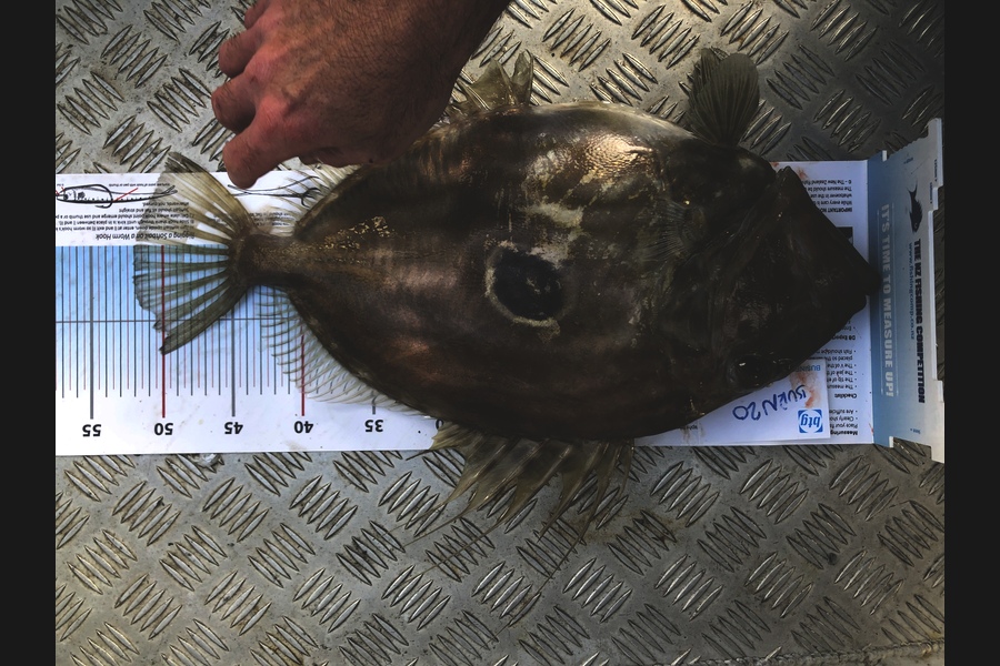 Scott Fisk caught this 52.0cm John Dory at Firth of Thames during The Export NZ Fishing Competition
