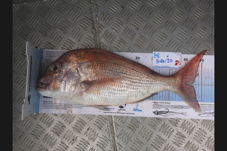 Jono Clarke caught this 47.0cm Snapper at Firth of Thames  during The Export NZ Fishing Competition