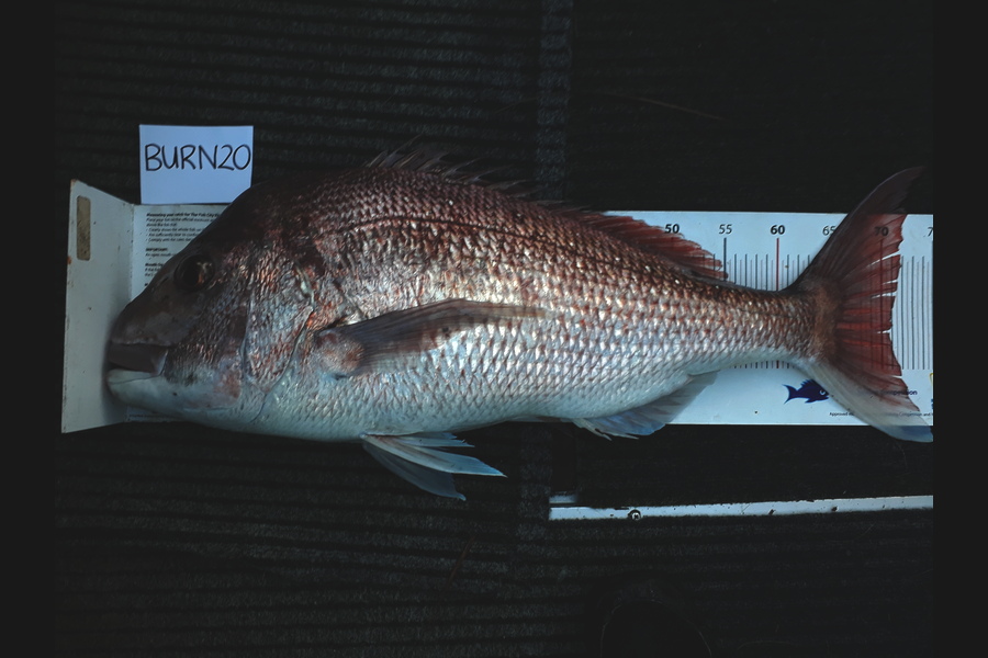 Greg Schimanski caught this 70.5cm Snapper at Tiri during The Export NZ Fishing Competition