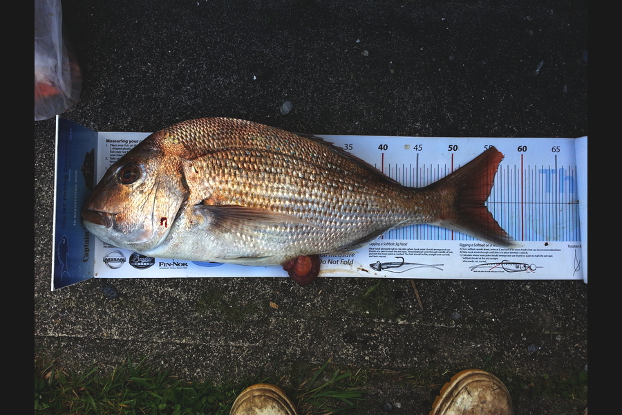 Spencer Roff caught this 54.5cm Snapper at Kaipara Grave Yard during The Export NZ Fishing Competition