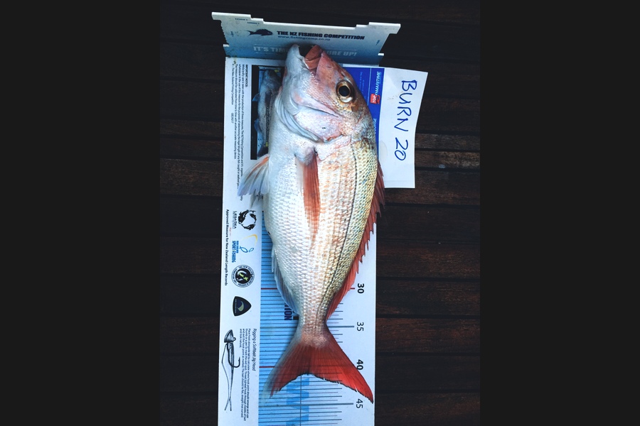 Chris Norris caught this 41.0cm Snapper at Great barrier during The Export NZ Fishing Competition