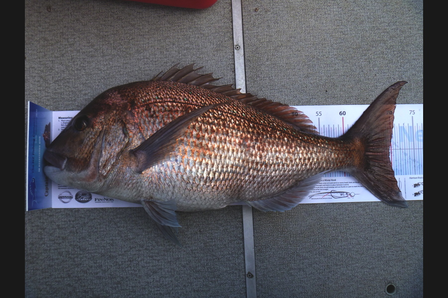 Markus Wunderlich caught this 69.5cm Snapper at Hahei during The Export NZ Fishing Competition