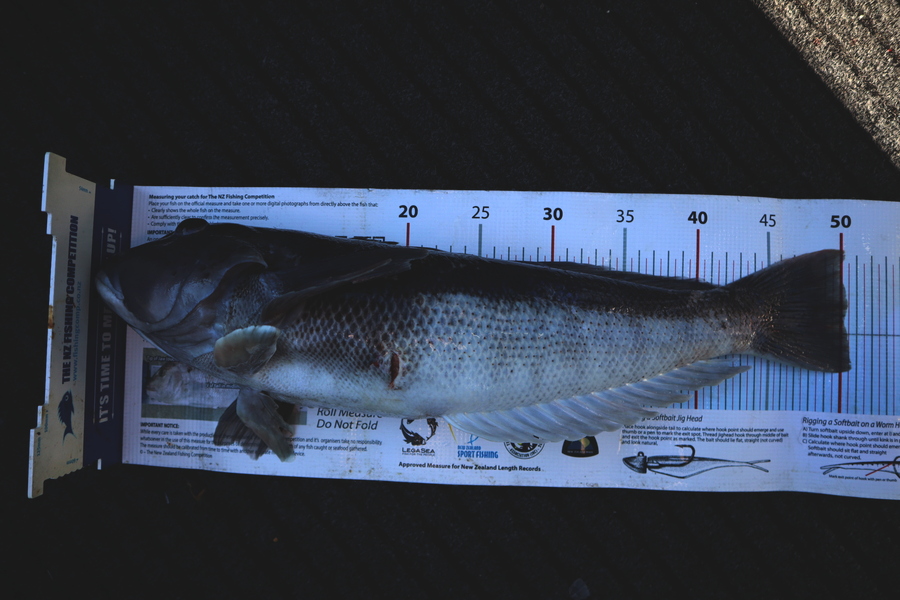 Mark Cotton caught this 50cm Blue Cod at D'Urville Island during The Export NZ Fishing Competition