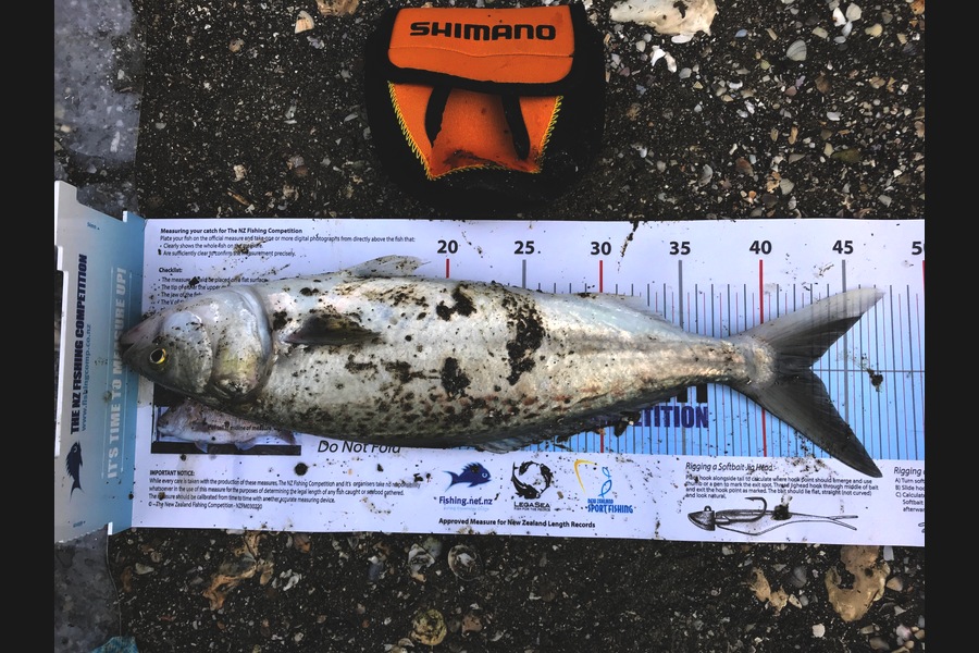 Gayle Wedderburn caught this 43cm Kahawai at Manukau Harbour during The Export NZ Fishing Competition