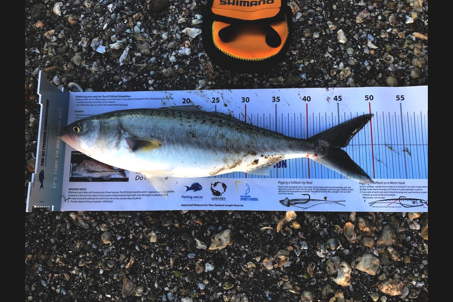 Gayle Wedderburn caught this 45.0cm Kahawai at Manukau Harbour during The Export NZ Fishing Competition