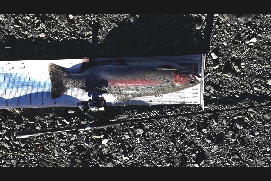 Bob Murphy caught this 60.5cm Trout at Twizel during The Export NZ Fishing Competition