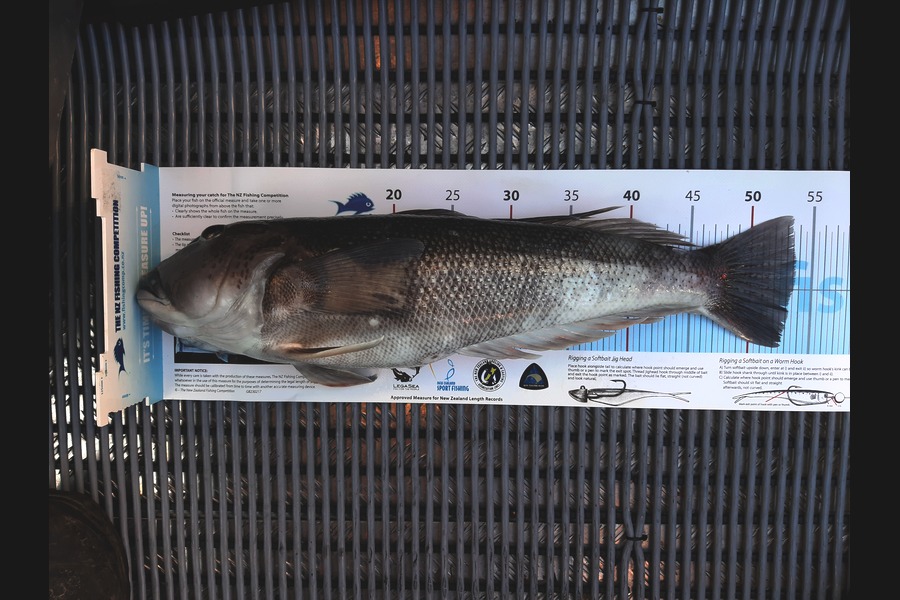 Kevin Searles caught this 53.5cm Blue Cod at Cape Jackson during The Export NZ Fishing Competition