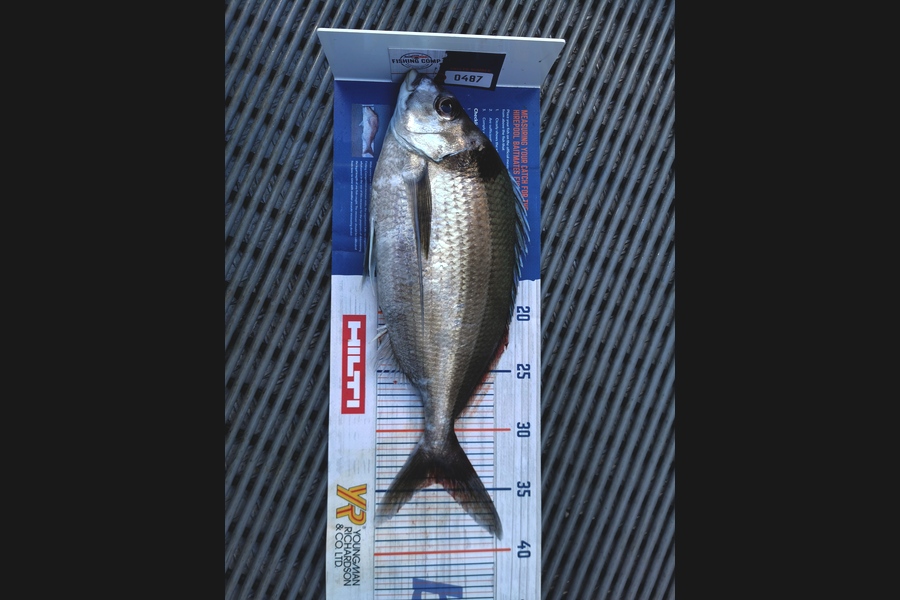 Hayden Markham caught this 34.5cm Tarakihi at New plymouth  during The Export NZ Fishing Competition