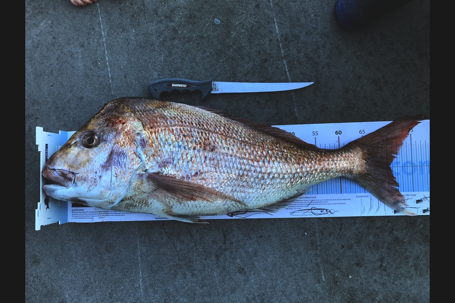 Adam Bowden  caught this 70cm Snapper at Bream Bay during The Export NZ Fishing Competition