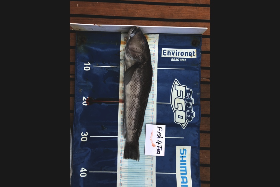 Lili  Xu caught this 36.0cm Blue Cod at Kawau during The Export NZ Fishing Competition