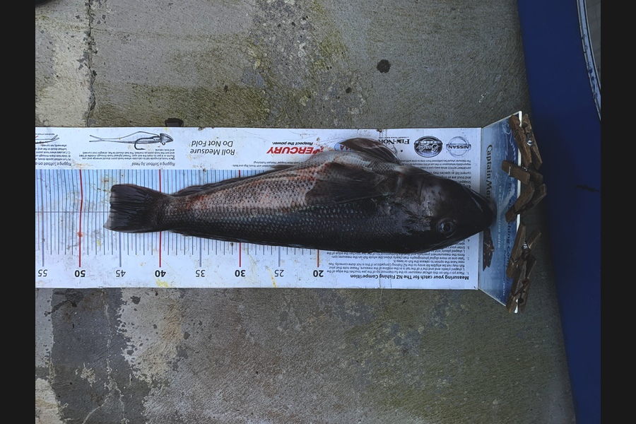 Hayden Walker caught this 46cm Blue Cod at Kapiti during The Export NZ Fishing Competition