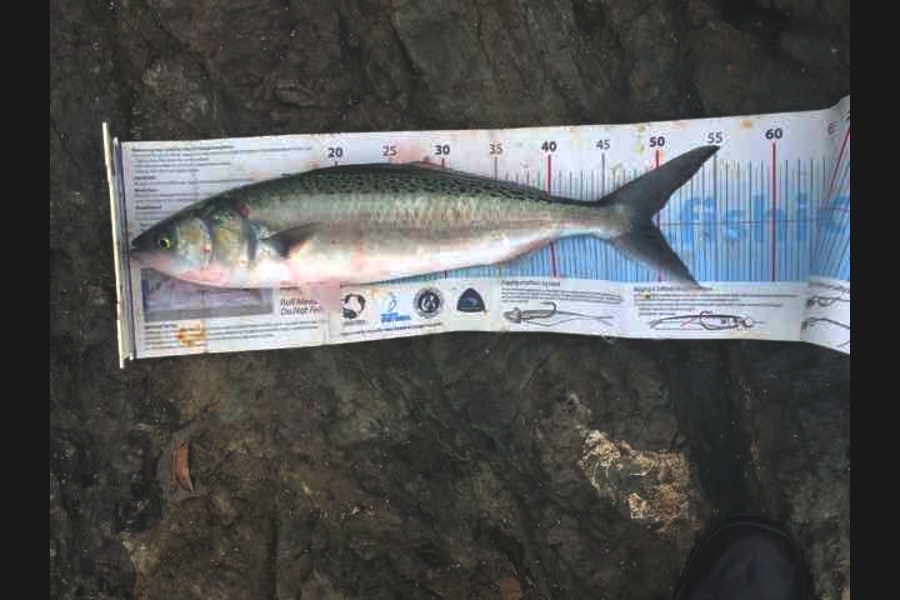 Mark Piskulic caught this 49cm Kahawai at Far north during The Export NZ Fishing Competition