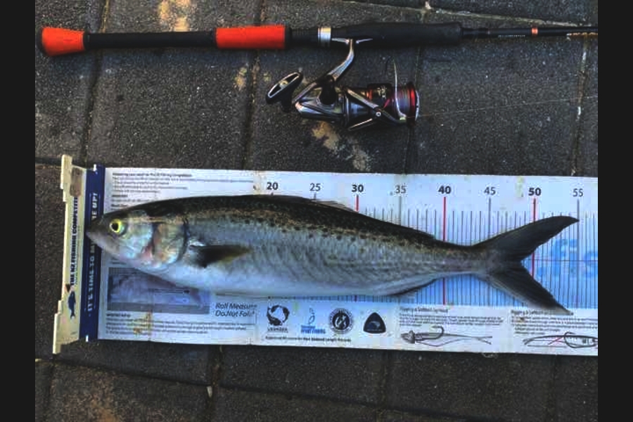 Mark Piskulic caught this 48.5cm Kahawai at Far north during The Export NZ Fishing Competition